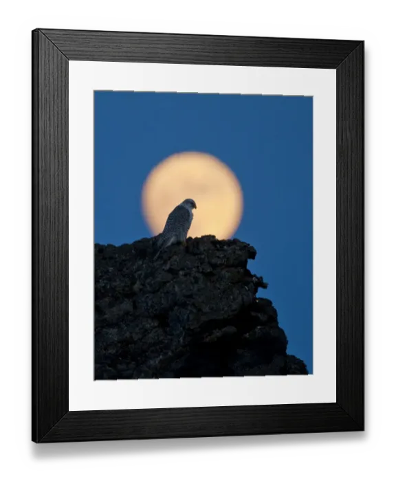 Framed Print : Gyrfalcon (Falco rusticolus) on rock silhouetted against full moon, Myvatn, Thingeyjarsyslur