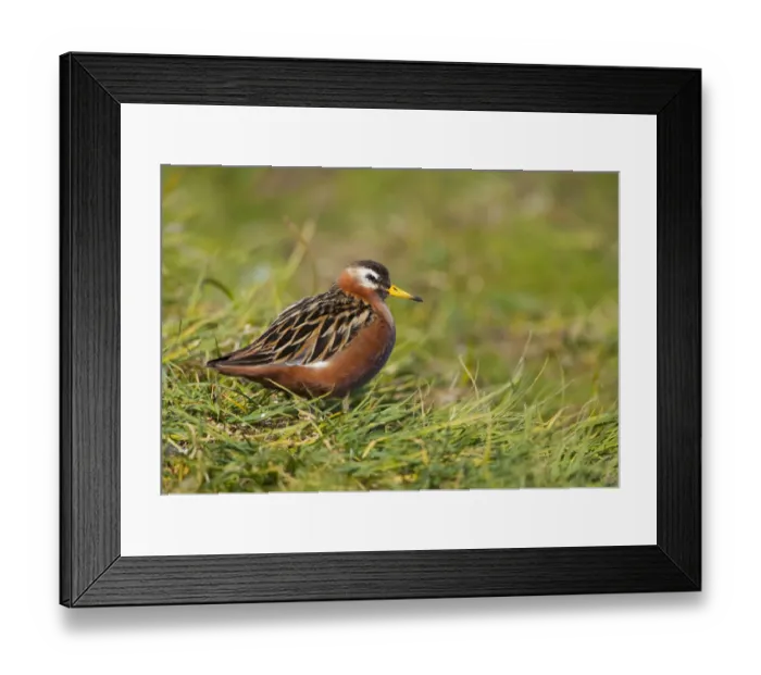 Framed Print : Grey / Red phalarope (Phalaropus fulicarius) portrait, Thingeyjarsyslur, Iceland Framed Print : Grey / Red phalarope (Phalaropus fulicarius) portrait, Thingeyjarsyslur, Iceland