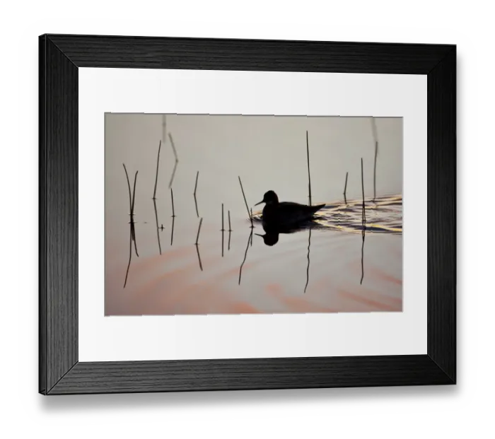 Framed Print : Red-necked phalarope (Phalaropus lobatus) on water, silhouetted, Thingeyjarsyslur Framed Print : Red-necked phalarope (Phalaropus lobatus) on water, silhouetted, Thingeyjarsyslur