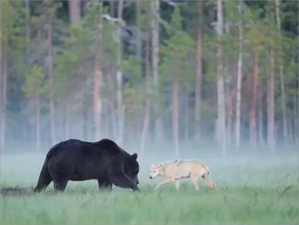 European grey wolf (Canis lupus) interacting with a European brown bear (Ursus arctos) Kuhmo