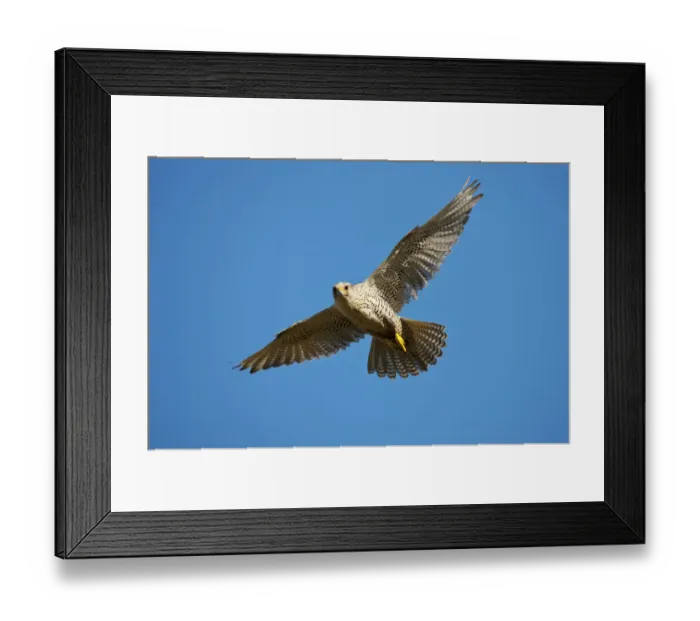 Framed Print : Gyrfalcon (Falco rusticolus) in flight, Thingeyjarsyslur, Iceland, June 2009 Framed Print : Gyrfalcon (Falco rusticolus) in flight, Thingeyjarsyslur, Iceland, June 2009