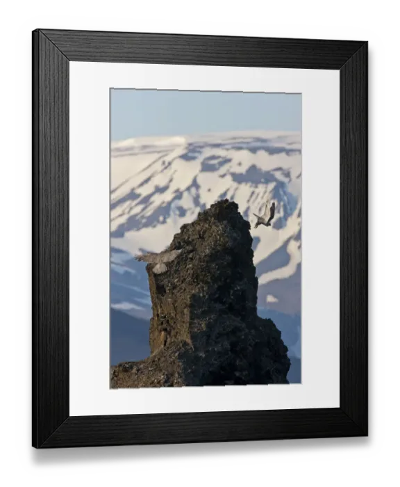 Framed Print : Two Gyrfalcons (Falco rusticolus) in flight, one landing on rock the other taking off Framed Print : Two Gyrfalcons (Falco rusticolus) in flight, one landing on rock the other taking off