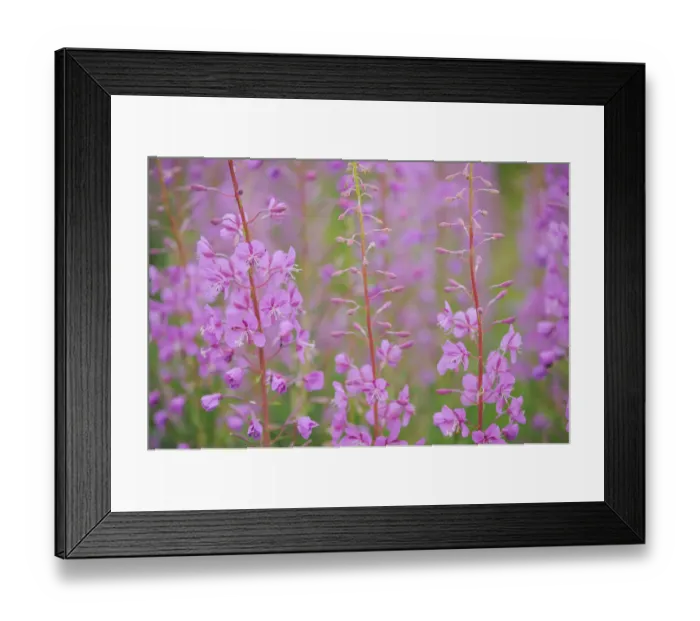Framed Print : Rosebay willowherb (Chamerion angustifolium angustifolium) in flower, Kuhmo, Finland Framed Print : Rosebay willowherb (Chamerion angustifolium angustifolium) in flower, Kuhmo, Finland