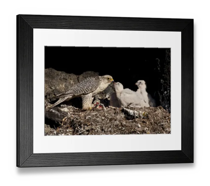 Framed Print : Gyrfalcon (Falco rusticolus) feeding chick, Thingeyjarsyslur, Iceland, June 2009 Framed Print : Gyrfalcon (Falco rusticolus) feeding chick, Thingeyjarsyslur, Iceland, June 2009