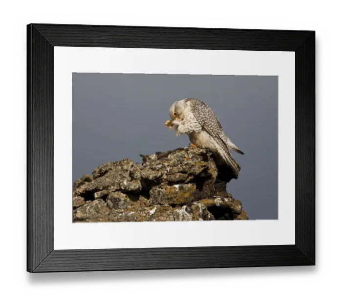 Framed Print : Gyrfalcon (Falco rusticolus) preening, Myvatn, Thingeyjarsyslur, Iceland, June 2009 Framed Print : Gyrfalcon (Falco rusticolus) preening, Myvatn, Thingeyjarsyslur, Iceland, June 2009