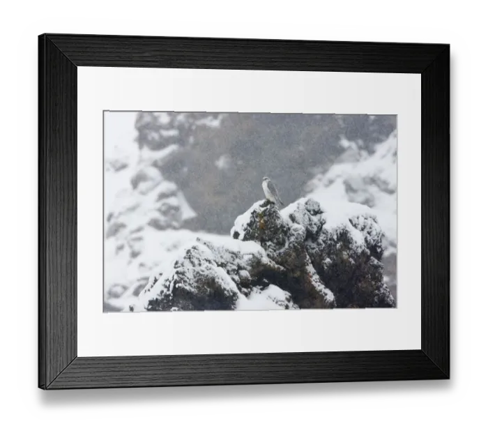 Framed Print : Female Gyrfalcon (Falco rusticolus) in snow, Myvatn, Thingeyjarsyslur, Iceland, April Framed Print : Female Gyrfalcon (Falco rusticolus) in snow, Myvatn, Thingeyjarsyslur, Iceland, April