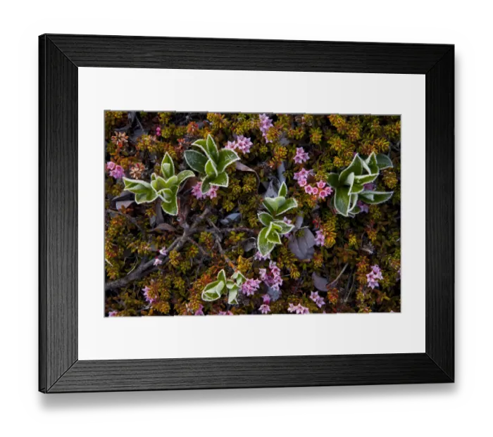 Framed Print : Dwarf willow (Salix herbacea) and alpine azalea (Loiseleuria procumbens) flowering Framed Print : Dwarf willow (Salix herbacea) and alpine azalea (Loiseleuria procumbens) flowering