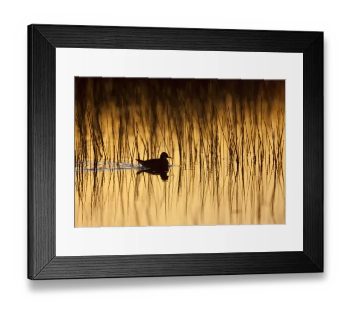 Framed Print : Red-necked phalarope (Phalaropus lobatus) on water silhouetted, Thingeyjarsyslur Framed Print : Red-necked phalarope (Phalaropus lobatus) on water silhouetted, Thingeyjarsyslur