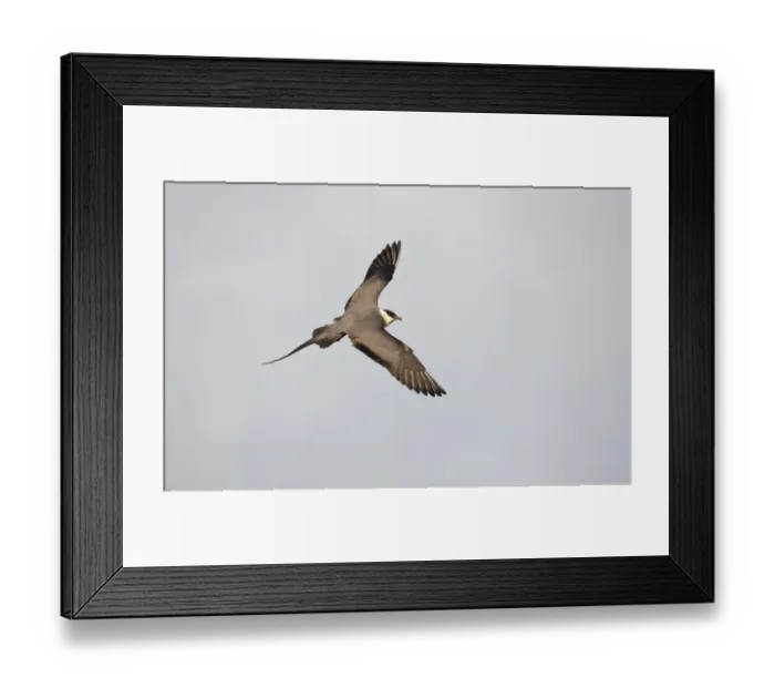 Framed Print : Long tailed skua (Stercorarius longicaudus) in flight, Thingeyjarsyslur, Iceland Framed Print : Long tailed skua (Stercorarius longicaudus) in flight, Thingeyjarsyslur, Iceland