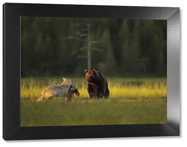 European grey wolf (Canis lupus) carrying prey interacting with a European Brown bear
