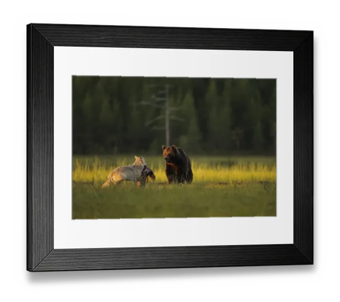 Framed Print : European grey wolf (Canis lupus) carrying prey interacting with a European Brown bear Framed Print : European grey wolf (Canis lupus) carrying prey interacting with a European Brown bear