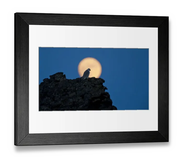 Framed Print : Gyrfalcon (Falco rusticolus) on rock silhouetted against full moon, Myvatn, Thingeyjarsyslur Framed Print : Gyrfalcon (Falco rusticolus) on rock silhouetted against full moon, Myvatn, Thingeyjarsyslur