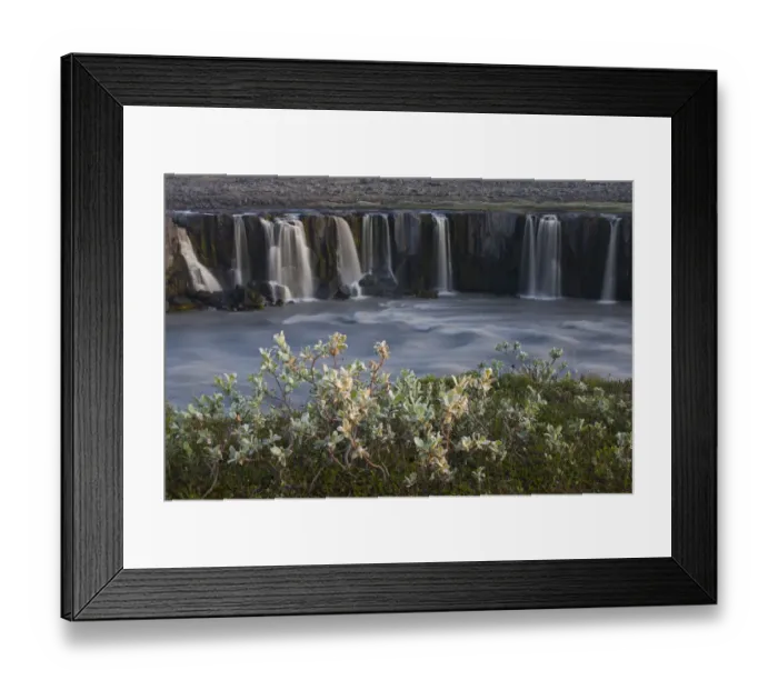 Framed Print : Woolly willow (Salix lanata) growing by Selfoss waterfall, Jkulsrgljfur National Park Framed Print : Woolly willow (Salix lanata) growing by Selfoss waterfall, Jkulsrgljfur National Park
