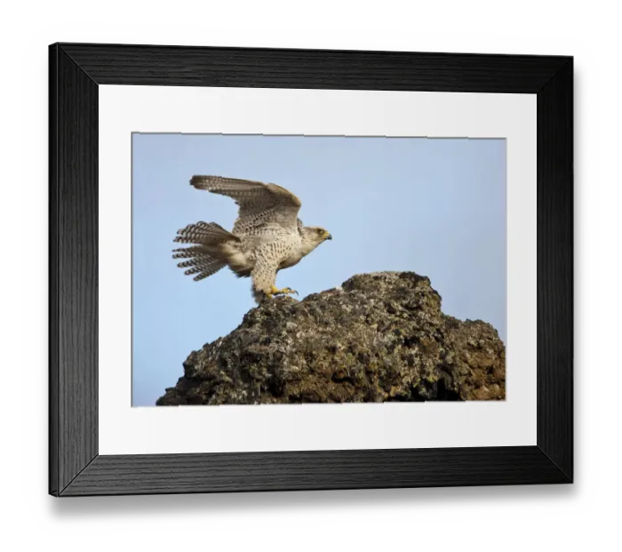 Framed Print : Female Gyrfalcon (Falco rusticolus) landing on rock, Myvatn, Thingeyjarsyslur, Iceland Framed Print : Female Gyrfalcon (Falco rusticolus) landing on rock, Myvatn, Thingeyjarsyslur, Iceland