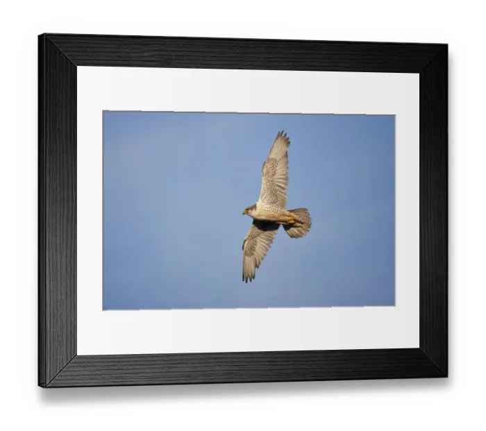 Framed Print : Male Gyrfalcon (Falco rusticolus) in flight, Myvatn, Thingeyjarsyslur, Iceland, June 2009 Framed Print : Male Gyrfalcon (Falco rusticolus) in flight, Myvatn, Thingeyjarsyslur, Iceland, June 2009