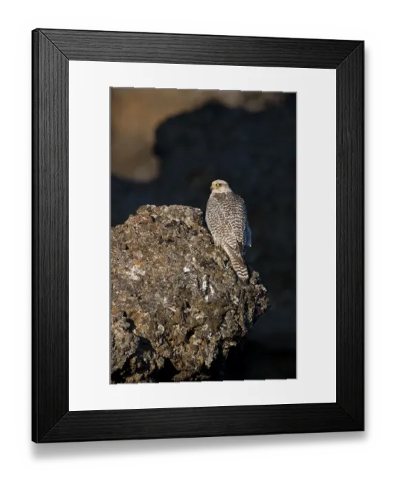 Framed Print : Female Gyrfalcon (Falco rusticolus) perched on rock, Myvatn, Thingeyjarsyslur, Iceland Framed Print : Female Gyrfalcon (Falco rusticolus) perched on rock, Myvatn, Thingeyjarsyslur, Iceland
