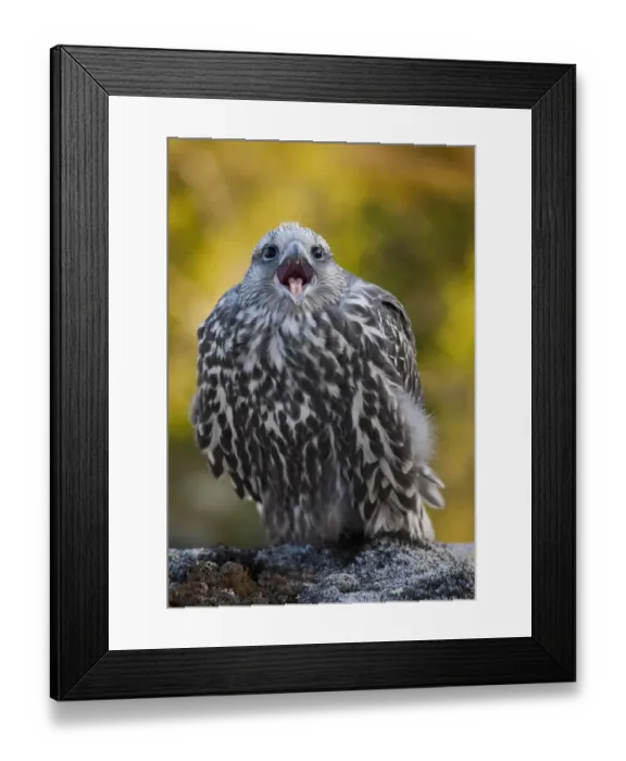 Framed Print : Gyrfalcon (Falco rusticolus) juvenile calling, Thingeyjarsyslur, Iceland, July 2009 Framed Print : Gyrfalcon (Falco rusticolus) juvenile calling, Thingeyjarsyslur, Iceland, July 2009