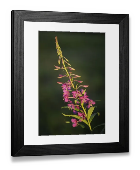 Framed Print : Fireweed / Rosebay willowherb (Chamerion angustifolium angustifolium) in flower, Kuhmo Framed Print : Fireweed / Rosebay willowherb (Chamerion angustifolium angustifolium) in flower, Kuhmo