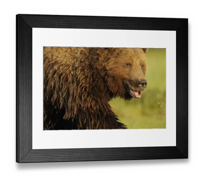 Framed Print : RF- European brown bear (Ursus arctos) with mouth open, Kuhmo, Finland. July