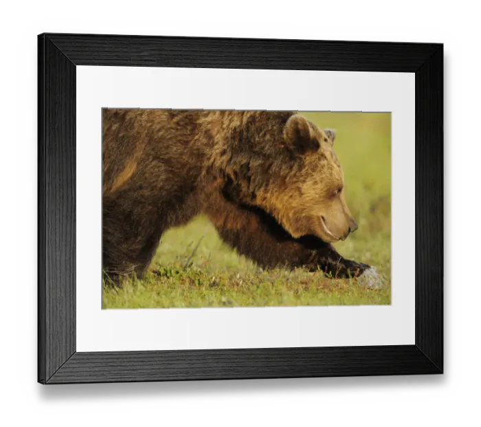 Framed Print : European brown bear (Ursus arctos) walking, Kuhmo, Finland, July 2009 Framed Print : European brown bear (Ursus arctos) walking, Kuhmo, Finland, July 2009
