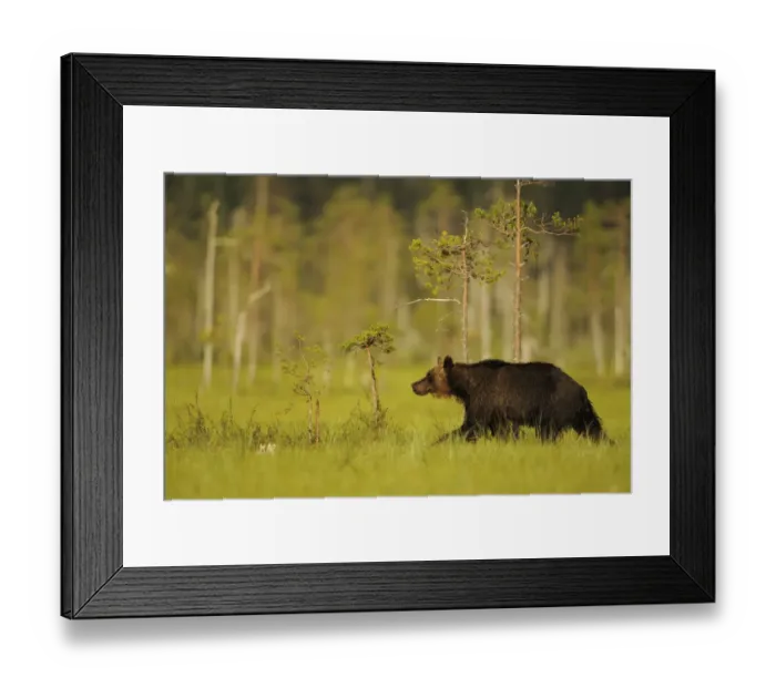 Framed Print : European brown bear (Ursus arctos) Kuhmo, Finland, July 2009 Framed Print : European brown bear (Ursus arctos) Kuhmo, Finland, July 2009