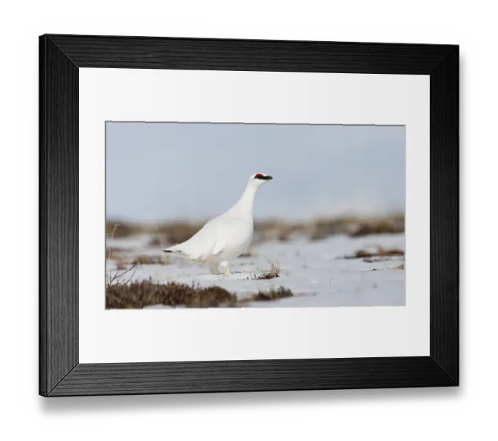 Framed Print : Rock ptarmigan (Lagopus mutus) standing in snow, Myvatn, Thingeyjarsyslur, Iceland Framed Print : Rock ptarmigan (Lagopus mutus) standing in snow, Myvatn, Thingeyjarsyslur, Iceland