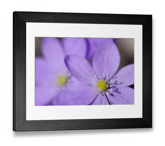 Framed Print : Hepatica / Blue anemone (Hepatica nobilis) flowers, Sabysjon, Uppland, Sweden, April 2009 Framed Print : Hepatica / Blue anemone (Hepatica nobilis) flowers, Sabysjon, Uppland, Sweden, April 2009