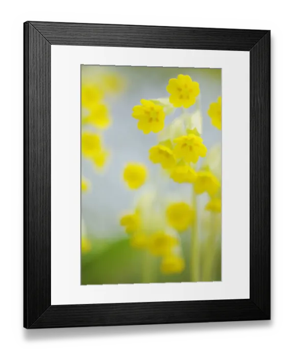 Framed Print : Cowslip (Primula veris) flowers, Kallhall, Uppland Sweden, May 2009 Framed Print : Cowslip (Primula veris) flowers, Kallhall, Uppland Sweden, May 2009