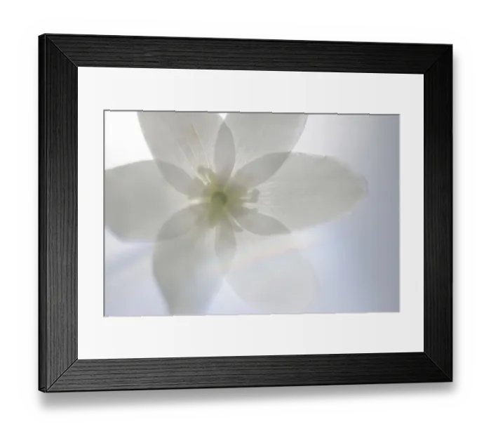 Framed Print : RF- Wood anemone (Anemone nemorosa) flower, Kallhall, Uppland, Sweden. May Framed Print : RF- Wood anemone (Anemone nemorosa) flower, Kallhall, Uppland, Sweden. May