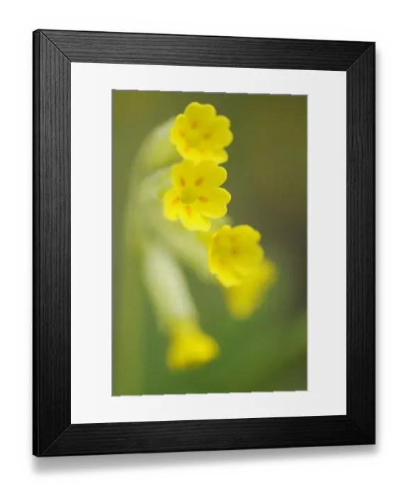 Framed Print : Cowslip (Primula veris) flowers, Kallhall, Uppland Sweden, May 2009 Framed Print : Cowslip (Primula veris) flowers, Kallhall, Uppland Sweden, May 2009