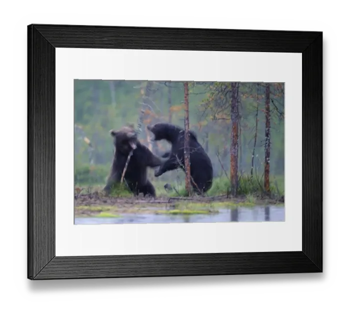 Framed Print : Two European brown bears (Ursus arctos) fighting, Kuhmo, Finland, July 2009 Framed Print : Two European brown bears (Ursus arctos) fighting, Kuhmo, Finland, July 2009