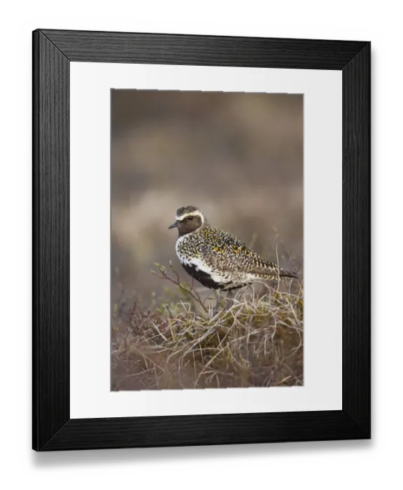 Framed Print : Golden plover (Pluvialis apricaria) Myvatn, Thingeyjarsyslur, Iceland, June 2009 Framed Print : Golden plover (Pluvialis apricaria) Myvatn, Thingeyjarsyslur, Iceland, June 2009