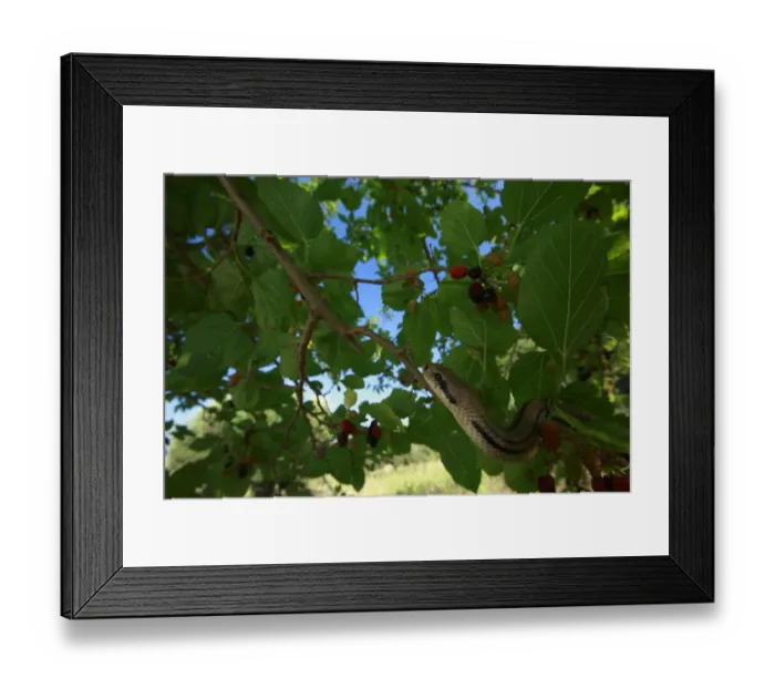 Framed Print : Four-lined snake (Elaphe quatuorlineata) moving along a branch of Mulberry tree, Patras Framed Print : Four-lined snake (Elaphe quatuorlineata) moving along a branch of Mulberry tree, Patras