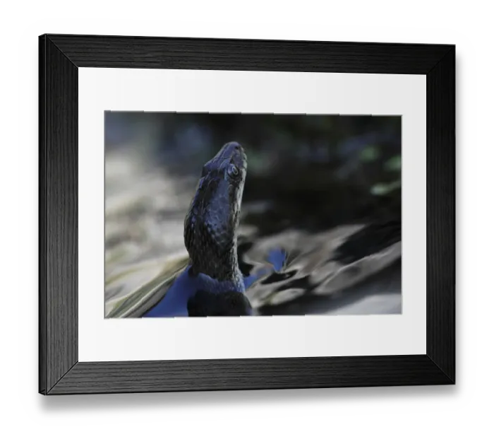 Framed Print : Dice snake (Natrix tesselata) hunting for small fish and tadpoles in a lake, Patras area Framed Print : Dice snake (Natrix tesselata) hunting for small fish and tadpoles in a lake, Patras area