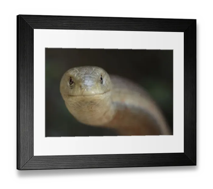Framed Print : European glass lizard (Pseudopus apodus) Western Peloponnesee, The Peloponnese, Greece Framed Print : European glass lizard (Pseudopus apodus) Western Peloponnesee, The Peloponnese, Greece