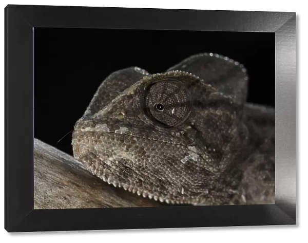 African chameleon (Chamaeleo africanus) portrait, photographed in a captive wintering program