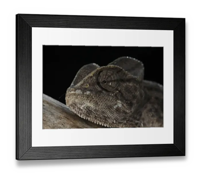 Framed Print : African chameleon (Chamaeleo africanus) portrait, photographed in a captive wintering program Framed Print : African chameleon (Chamaeleo africanus) portrait, photographed in a captive wintering program