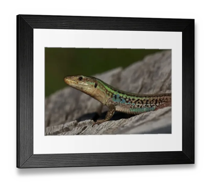 Framed Print : Peloponnese wall lizard (Podarcis peloponnesiacus) portrait, The Peloponnese, Greece Framed Print : Peloponnese wall lizard (Podarcis peloponnesiacus) portrait, The Peloponnese, Greece