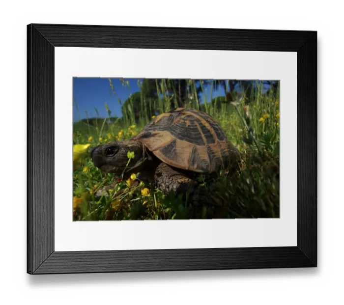 Framed Print : Hermanns tortoise (Testudo hermanni) in a meadow, Patras area, The Peloponnese Framed Print : Hermanns tortoise (Testudo hermanni) in a meadow, Patras area, The Peloponnese