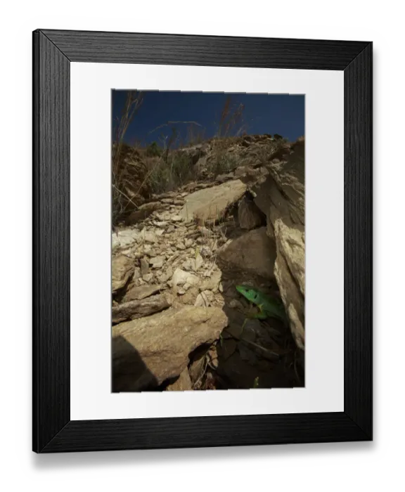 Framed Print : Balkan green lizard (Lacerta trilineata) coming out of its hole, The Peloponnese Framed Print : Balkan green lizard (Lacerta trilineata) coming out of its hole, The Peloponnese