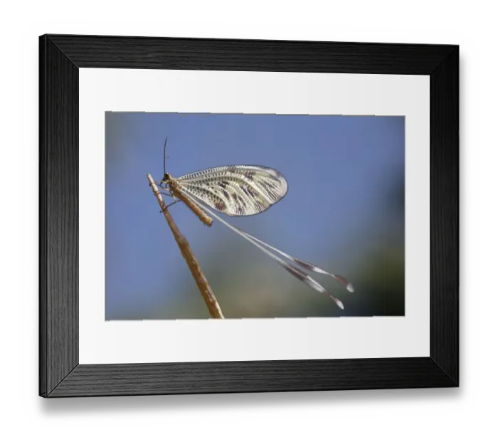 Framed Print : Antlion (Myrmelentidae) on piece of wood, Patras area, The Peloponnese, Greece, May 2009 Framed Print : Antlion (Myrmelentidae) on piece of wood, Patras area, The Peloponnese, Greece, May 2009