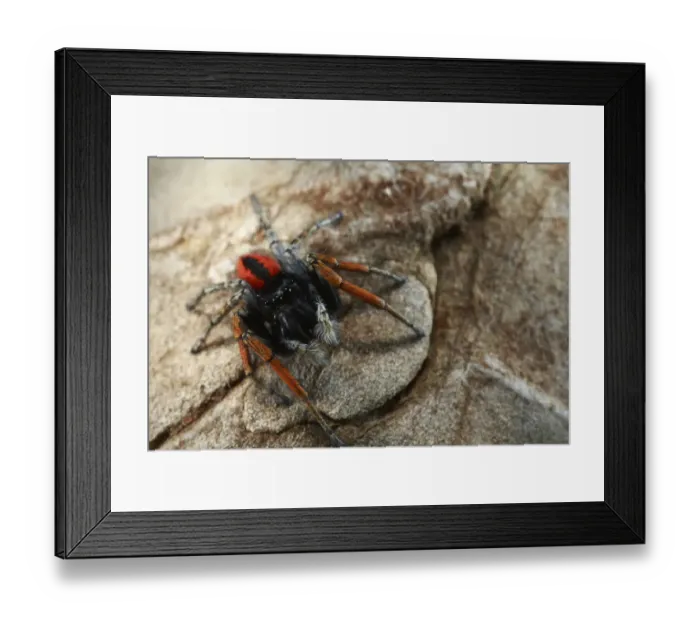Framed Print : Jumping spider (Salticidae) on rock, The Peloponnese, Greece, May 2009 Framed Print : Jumping spider (Salticidae) on rock, The Peloponnese, Greece, May 2009