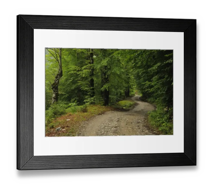 Framed Print : Mountain road through a Beech forest, Thethi National Park, Albania, June 2009 Framed Print : Mountain road through a Beech forest, Thethi National Park, Albania, June 2009