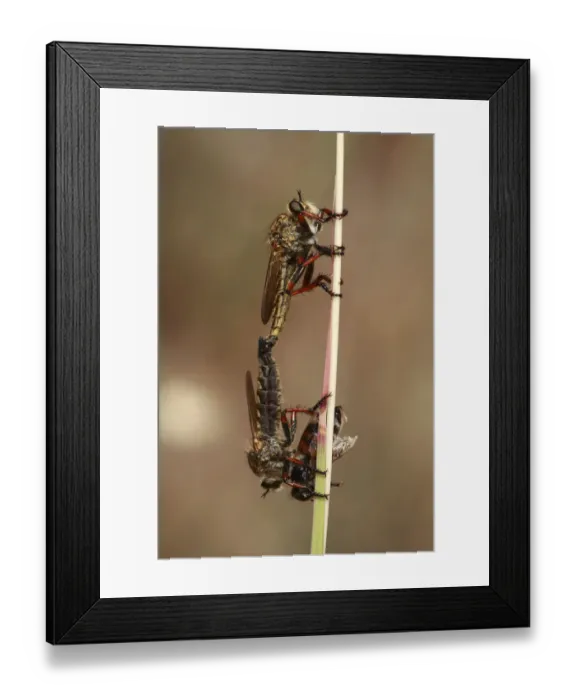 Framed Print : Robber flies (Asilidae) mating, one with insect prey, The Peloponnese, Greece, May 2009 Framed Print : Robber flies (Asilidae) mating, one with insect prey, The Peloponnese, Greece, May 2009