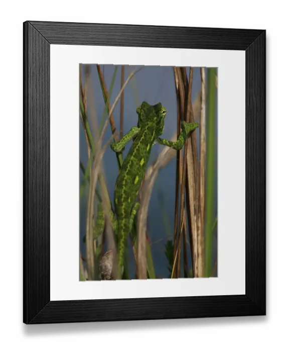 Framed Print : Rear view of juvenile African chameleon (Chamaeleo africanus) climbing, Southern The Peloponnese Framed Print : Rear view of juvenile African chameleon (Chamaeleo africanus) climbing, Southern The Peloponnese