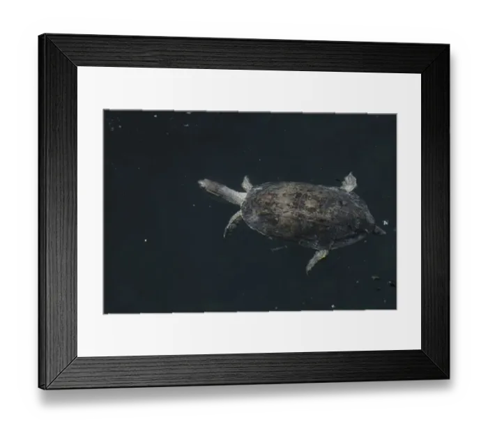 Framed Print : Balkan terrapin (Mauremys rivulata) swimming, The Peloponnese, Greece, May 2009 Framed Print : Balkan terrapin (Mauremys rivulata) swimming, The Peloponnese, Greece, May 2009
