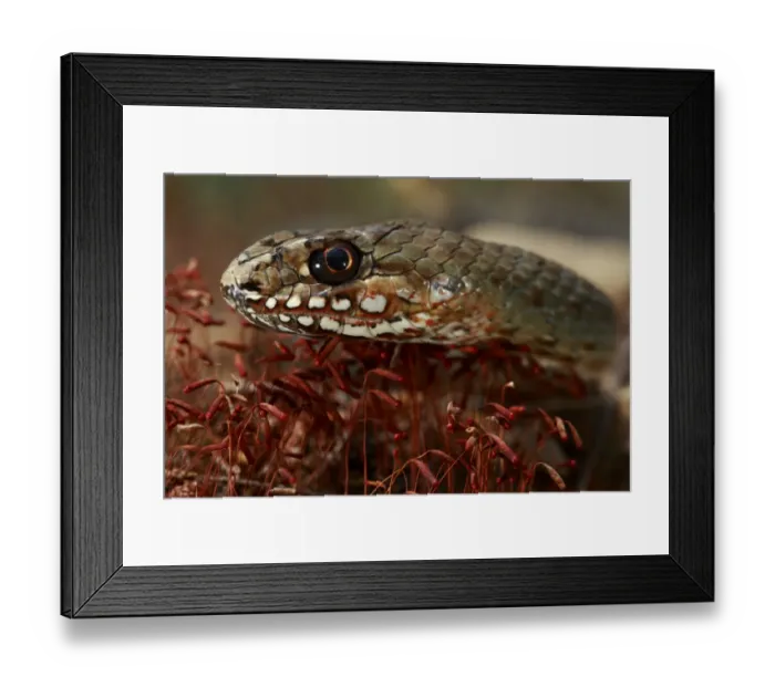 Framed Print : Balkan whip snake (Hierophis gemonensis) head portrait, The Peloponnese, Greece, May 2009 Framed Print : Balkan whip snake (Hierophis gemonensis) head portrait, The Peloponnese, Greece, May 2009