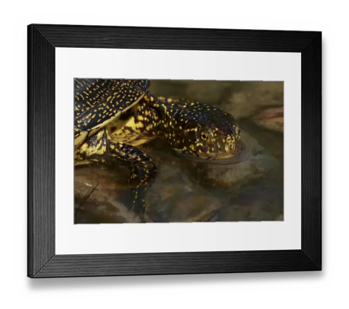 Framed Print : European pond terrapin (Emys orbicularis) in water, The Peloponnese, Greece, May 2009 Framed Print : European pond terrapin (Emys orbicularis) in water, The Peloponnese, Greece, May 2009