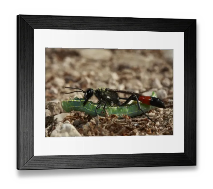 Framed Print : Parasitoid wasp (Ichneumonidae) carrying a large paralysed caterpillar to its nesting hole Framed Print : Parasitoid wasp (Ichneumonidae) carrying a large paralysed caterpillar to its nesting hole