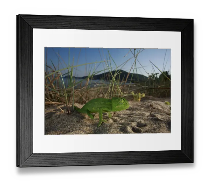 Framed Print : Juvenile African chameleon (Chamaeleo africanus) on ground, Southern The Peloponnese Framed Print : Juvenile African chameleon (Chamaeleo africanus) on ground, Southern The Peloponnese
